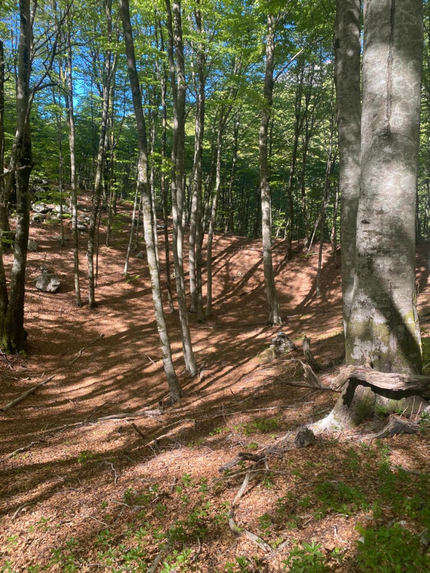 Albero Casa Villa Cetinje Bagian luar foto